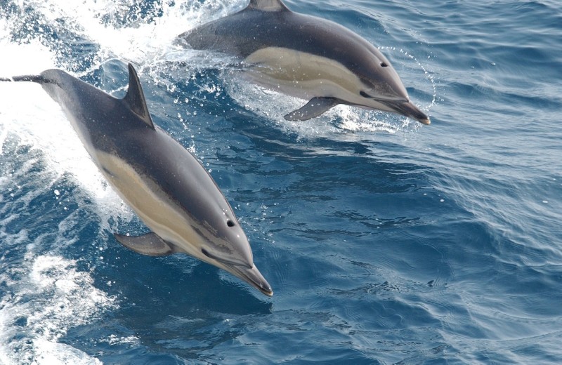 common-dolphins-914548_1280