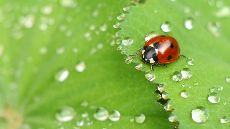ladybug-1058775_1280