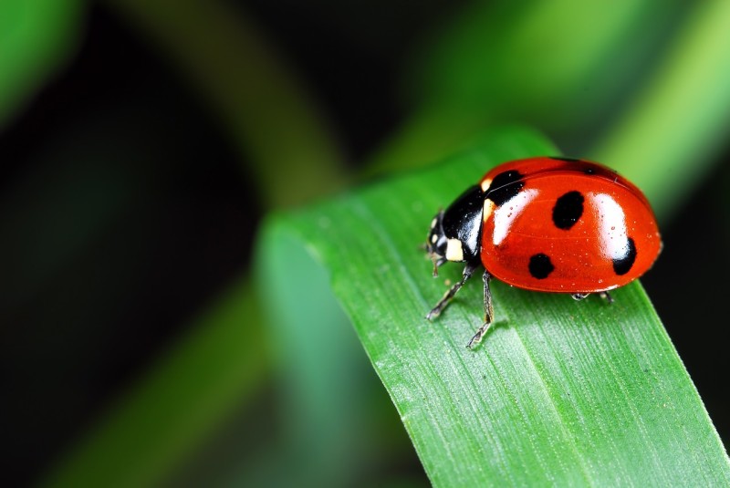 ladybug-973917_1280