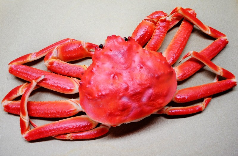snow-crab-19745_1280