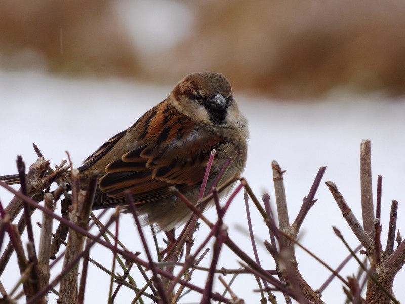 the-sparrow-1087316_1280