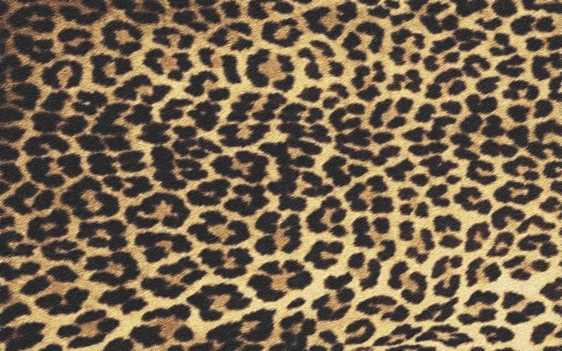leopard012