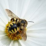 ハイブランド”GUCCI”も注目！〈繁栄・金運の上昇・幸せ〉の象徴「蜂」の開運力
