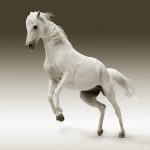 〈人気運・商売繁盛・幸福を運ぶ〉馬の縁起と開運力とは？！