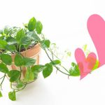 【恋愛運】恋愛の秘訣♪次の恋を成功させましょう！【風水】