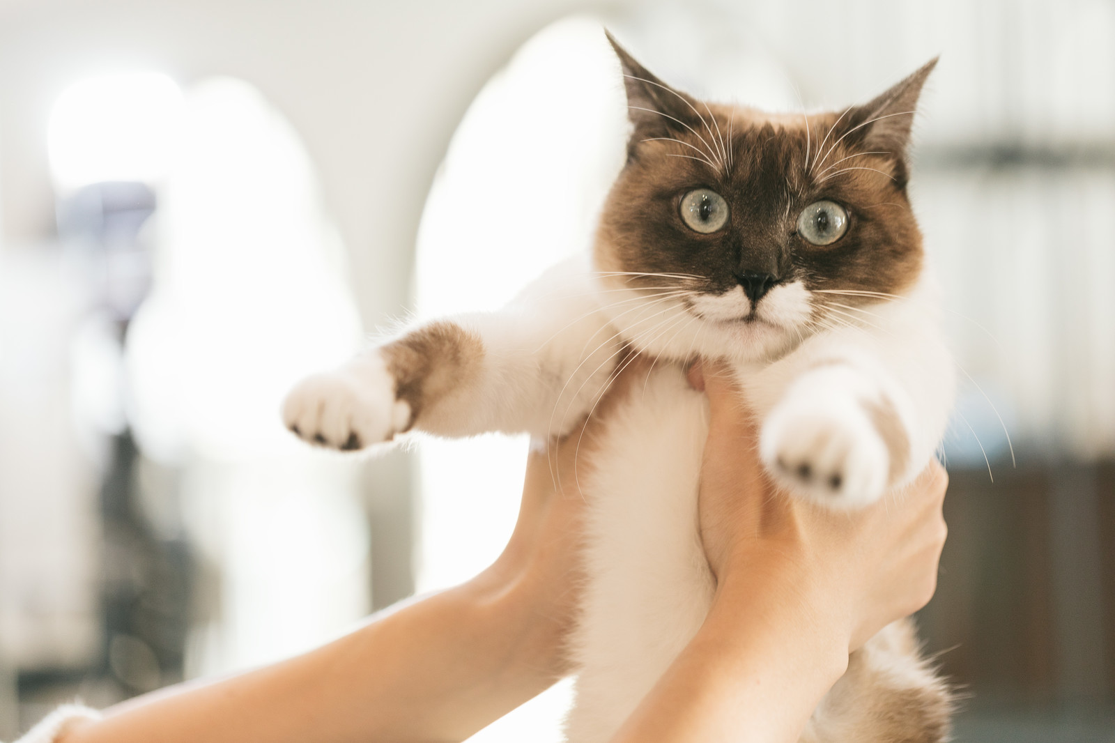 【夢占い】動物の夢を見る夢の意味とは?